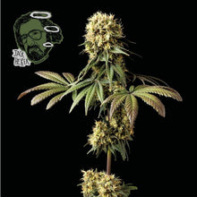 Load image into Gallery viewer, JACK HERER FAST (FEMINISED)
