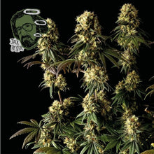 Load image into Gallery viewer, JACK HERER FAST (FEMINISED)
