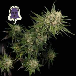 PURPLE GHOST CANDY (FEMINISED)