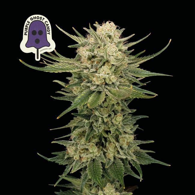 PURPLE GHOST CANDY (FEMINISED)